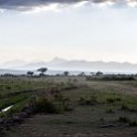 TZA MOR Mikumi 2016DEC16 NP 066 : 2016, 2016 - African Adventures, Africa, Date, December, Eastern, Mikumi, Month, Morogoro, National Park, Places, Tanzania, Trips, Year